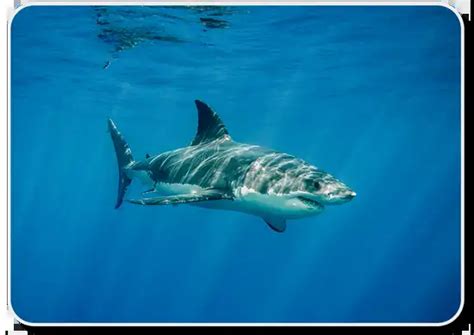50 Amazing Shark Facts .